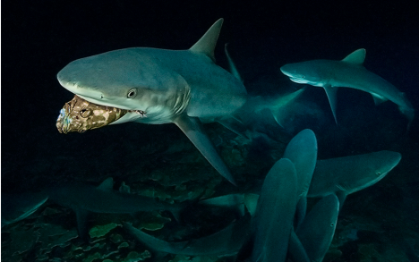 Around 350 kg of fish are devoured by the sharks every night. How many groupers is that at the end of the breeding season?
