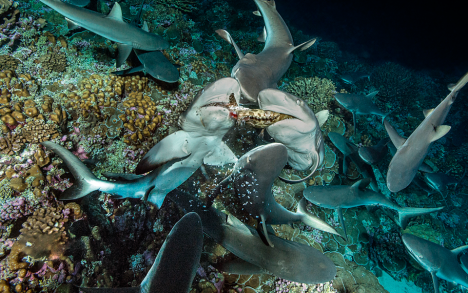 The groupers are sometimes fairly large and can weigh several kilos, so a gray shark will struggle to swallow it in one bite. The other sharks know and this results in frequent frenzies breaking out because, even if this only lasts a fraction of a second, they all hope to have a piece of the pie.
