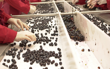 Sorting and de-stemming of the harvest.
