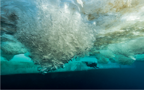Ice crystal collection, north of Petrel Island.
