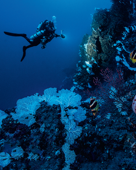 This imposing starfish goes virtually unnoticed: it has still not been given&nbsp;a scientific name and has still not been documented. It is nonetheless found at&nbsp;least from Reunion Island to New Caledonia.&nbsp;
