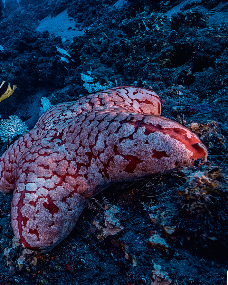 The volcano that burned the ocean