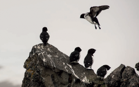 Little auks feed on small crustaceans that grow in the Arctic summer waters.
