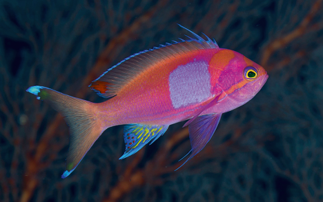 A colorful&nbsp;Anthias.
