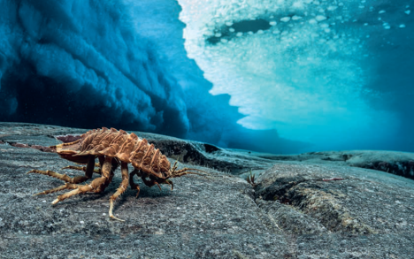 Giant Antarctic isopod&nbsp;(Glyptonotus antarcticus), island southeast of La Selle. Depth: 14 m.
