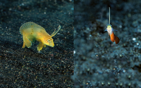 Left: Larvae and juveniles like this peacock wrasse&nbsp;(Iniistius pavo).
Right: The fire goby&nbsp;(Nemateleotris decora).
