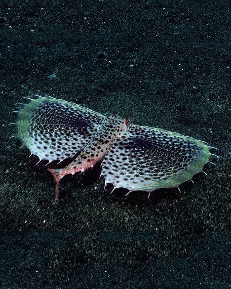 The oriental flying gurnard (Dactyloptena orientalis).
