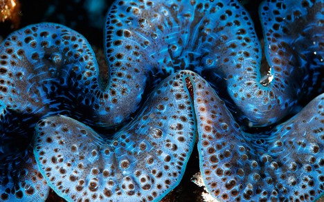 Giant clams are abundant at the Oeno lagoon.
