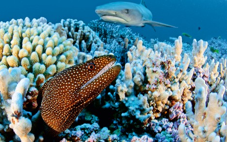 A whitemouth moray eel.
