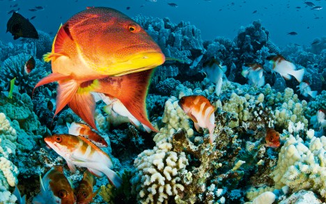 Pristine Seas expedition to the Pitcairn Islands.
