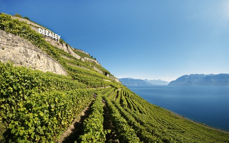 The Dézaley vineyards, well marked.
