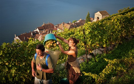 Harvest above Saint-Saphorin village.
