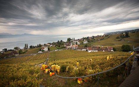 Harvest time in Lutry, at Le Châtelard.
