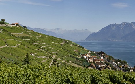 Vineyards of Villette. 80% of the Lavaux is planted in Chasselas.
