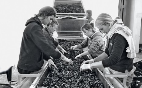 Sorting grapes on arrival at the chai.
