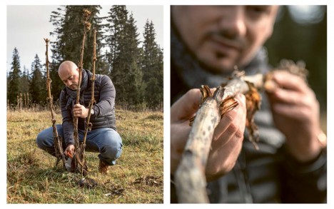 Harvesting and preparing yellow gentians.
