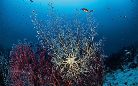 Gorgonocephalus (Astrospartus mediterraneus), Le Grand Congloué, Calanques National Park - 62 m.
