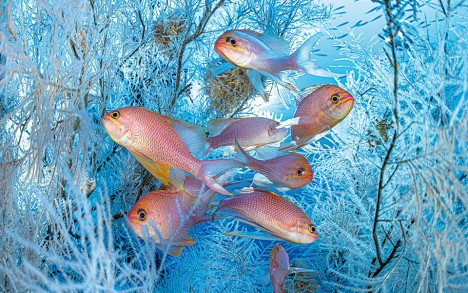 Swallowtail seaperch (Anthias anthias), Blauquières Bank, Calanques National Park - 78 m.
