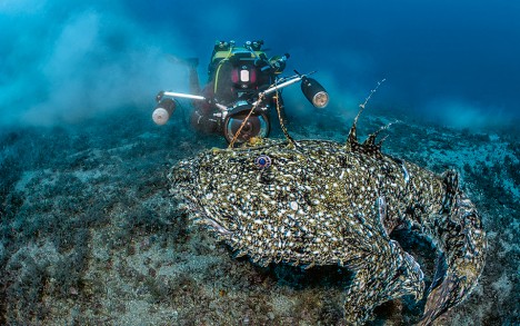 Monkfish (Lophius piscatorius ).
