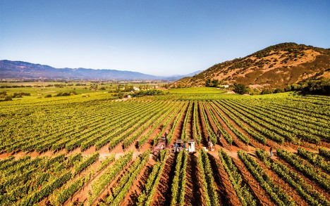 Peter Michael’s Oakville Au Paradis Cabernet Sauvignon vineyard.
