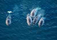 Pristine Seas Expeditions