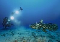 Gombessa THE FISH THAT DEFIES Time