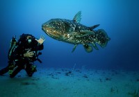 Expedition GOMBESSA