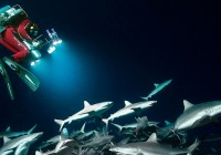 THE “GROUPER MYSTERY”