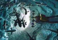 700 Sharks IN THE NIGHT