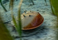 PANGATALAN the isle of horseshoe crabs