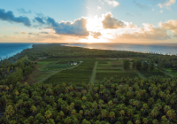 TAHITI Wine