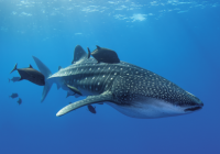 BLANCPAIN’S OCEAN COMMITMENT