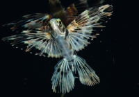 DEEP REEFS of the Far East