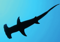 The Great HAMMERHEAD SHARK