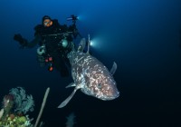 Face to Face with the Indonesian COELACANTH