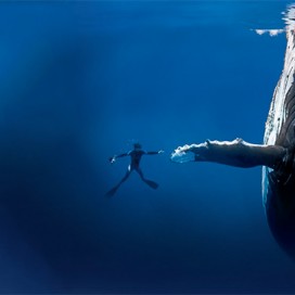 Blancpain 宝珀心系海洋公益事业