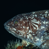 The Coelacanth: A Story Revealed