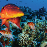 Pristine Seas expeditions