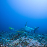 Great Hammerhead Shark