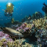 Blancpain Ocean Commitment