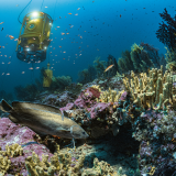 Blancpain Ocean Commitment